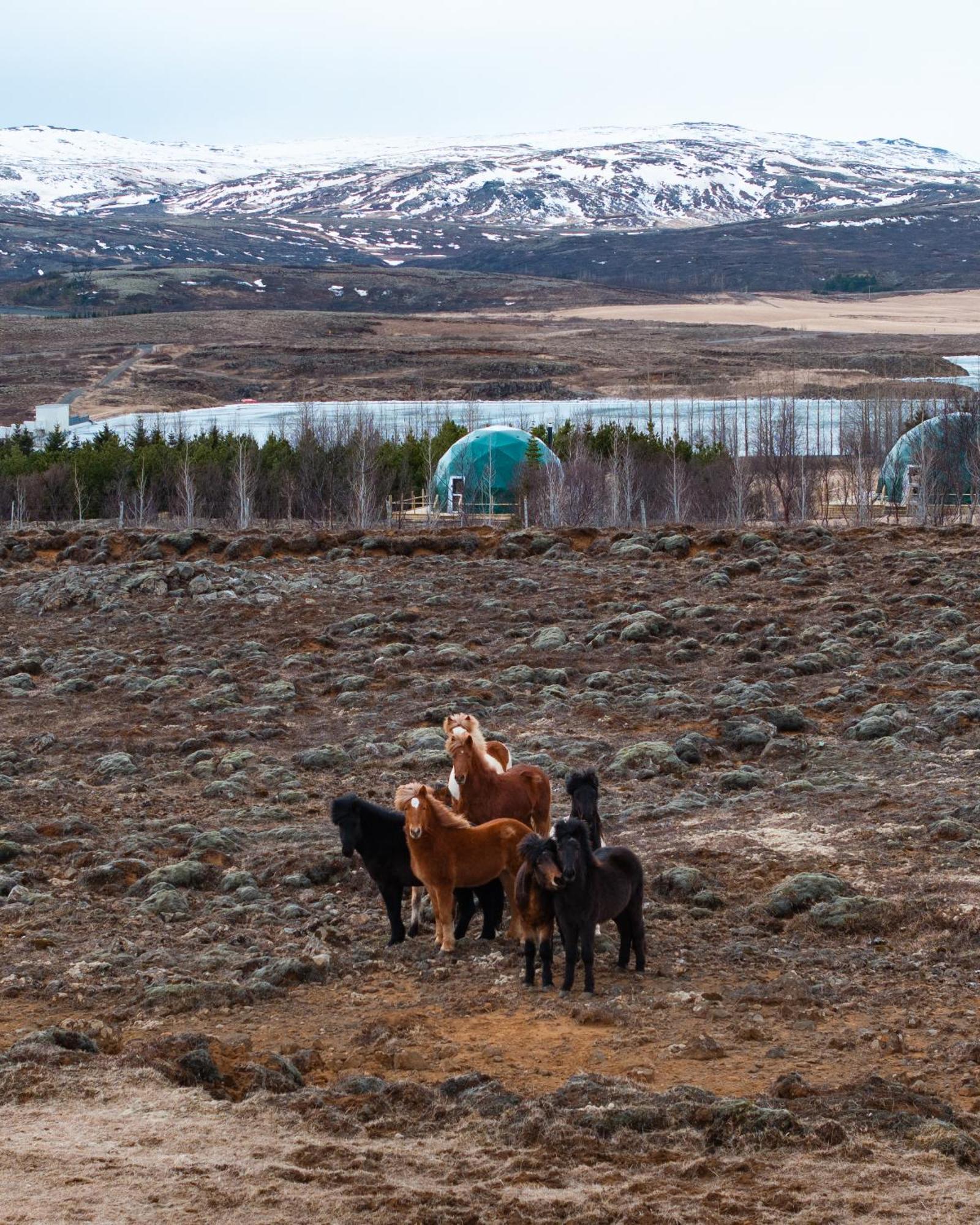 Golden Circle Domes - Lake View Selfoss Exterior photo